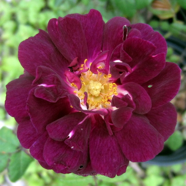 https://pharmarosa.pl/galeria_ecomm/5398/rosa-nuits-de-young-fioletowy-rou-a-mchowa-52-520-standard-1.png